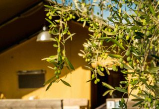 Olive branches in sunlight at Camping Pian di Boccio holiday park in Umbria, Italy, with a lodge.