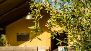 Ramas de olivo a la luz del sol en Camping Pian di Boccio, un parque de vacaciones en Umbría, Italia.
