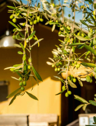 Olivengrene foran en feriebolig i Camping Pian di Boccio, Umbrien, Italien, badet i sollys.
