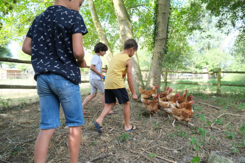 Niños alimentan gallinas al aire libre bajo el sol en Camping Seasonova Haliotis en Normandía, Francia.