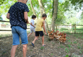 Kinderen voeden kippen buiten bij Camping Seasonova Haliotis vakantiepark in Normandië, Frankrijk.