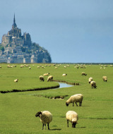 Ovejas pastando en un prado verde junto a Mont Saint-Michel cerca de Pontorson, Normandía, Francia.