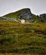 Una vaca asoma sobre una colina verde con flores silvestres cerca de Kramsach, Tirol, Austria, montañas detrás.