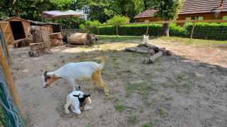 Recinto de cabras con troncos y refugio en Camping Seasonova L'Etang des Bois, Centre-Val de Loire, Francia.