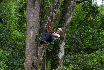 Una persona sube con cuerda un gran árbol en el frondoso bosque cerca de Malgrat de Mar, Barcelona, Cataluña.