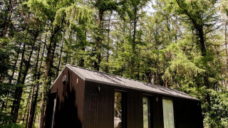 Koya Tiny Cabin en Wilsumer Berge, Alemania, rodeada de altos árboles verdes en un día soleado.