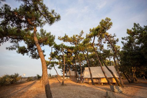Cabañas de lona bajo pinos en el parque vacacional Huttopia Noirmoutier, Pays de la Loire, Francia.