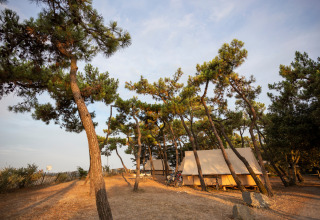 Campinghytter under fyrretræer ved Huttopia Noirmoutier feriepark i Pays de la Loire, Frankrig.