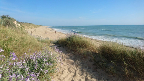 Playa de arena con flores silvestres y hierba cerca de Ars-en-Ré, Francia, con mar tranquilo y cielo azul.