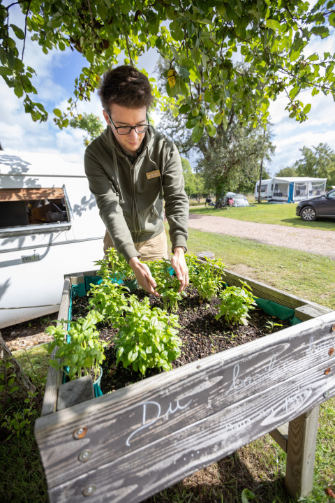 Hombre cuida un jardín de hierbas en altura en Huttopia Calvados - Normandie, camping en Normandía, Francia.