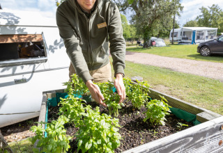 Hombre cuida un jardín de hierbas en altura en Huttopia Calvados - Normandie, camping en Normandía, Francia.