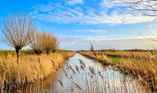 Vue d’un canal idyllique bordé de saules et de roseaux sous un ciel bleu, dans un parc de glamping.