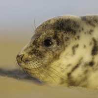 Primer plano de una cría de foca sobre la arena, fotografiada en un parque vacacional con glamping.