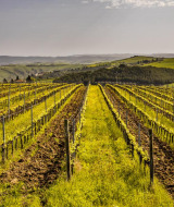Viñedos cerca de Rosignano Marittimo, en la Toscana, Italia, con hileras de vides y colinas al fondo.