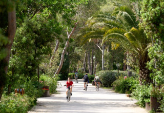 Cykelsti omgivet af grønne træer og palmer i ferieparken Campo dei Fiori i Toscana, Italien.