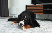 En Berner Sennenhund ligger på et tæppe på Access Lodge ved Kompas Camping - Westende i Belgien.