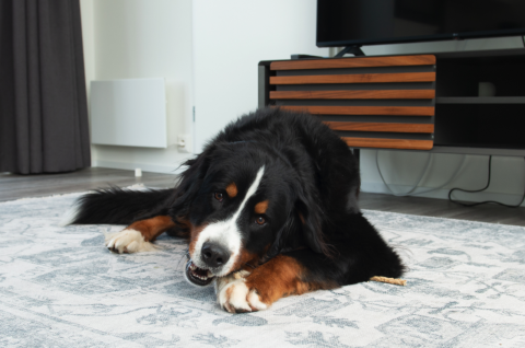 Ein Berner Sennenhund liegt auf einem Teppich in der Access Lodge beim Kompas Camping - Westende in Belgien.
