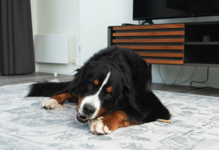 Een Berner Sennenhond ligt op een kleed in Access Lodge bij Kompas Camping - Westende in België.