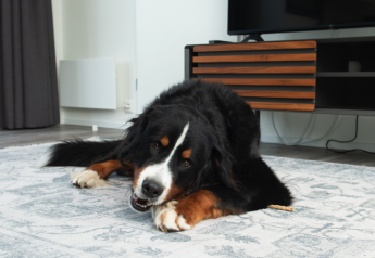 Ein Berner Sennenhund liegt auf einem Teppich in der Access Lodge beim Kompas Camping - Westende in Belgien.