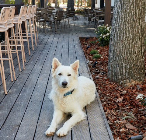 Un gran perro blanco está tumbado en una terraza de madera en TAIGA Lake Caspe, un parque de vacaciones en Aragón, España.