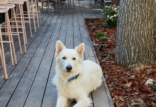 Un gran perro blanco está tumbado en una terraza de madera en TAIGA Lake Caspe, un parque de vacaciones en Aragón, España.