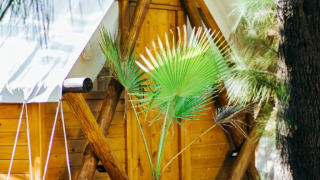 Udendørs scene med Janda Tent-hytte ved TAIGA Tarifa i Spanien, træmøbler og grønne planter