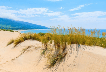 Dunas de arena y vegetación en la playa cerca de Tarifa, Cádiz, Andalucía, España, bajo un cielo azul.