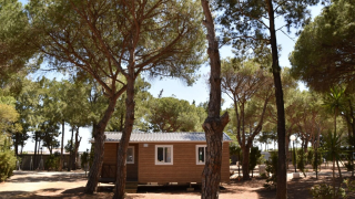 Photo of Bungalow Confort Poniente, a wooden cabin nestled among tall trees in a sunlit forest area.
