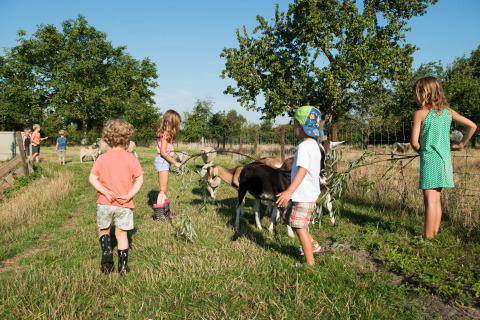 Children feed and play with goats on a sunny field at FarmCamps Oranjepolder in Zeeland, Netherlands.