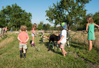 Kinder füttern Ziegen auf einer sonnigen Wiese bei FarmCamps Oranjepolder in Zeeland, Niederlande.