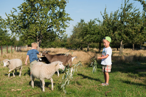 Two children feed sheep and goats with branches in a sunny pasture at FarmCamps Oranjepolder, Zeeland.