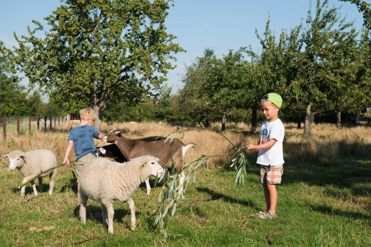 Two children feed sheep and goats with branches in a sunny pasture at FarmCamps Oranjepolder, Zeeland.