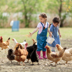 Deux jeunes filles nourrissent des poules en plein air sur une ferme entourée de verdure, dans un parc glamping.