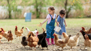 Dos niñas alimentan gallinas en libertad en una granja rodeada de naturaleza en un parque de glamping.