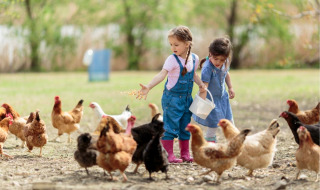 Dos niñas alimentan gallinas en libertad en una granja rodeada de naturaleza en un parque de glamping.