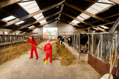 Kinderen in rode overalls helpen bij het voeren van koeien in de stal bij FarmCamps Op de Beemd.