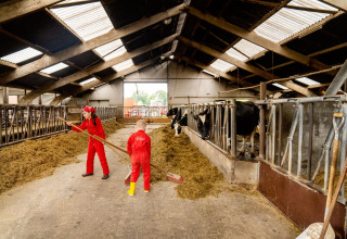 Børn i rødt arbejdstøj hjælper med at fodre køerne i en kostald på FarmCamps Op de Beemd, Holland.