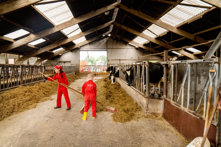 Kinder in roten Overalls helfen beim Füttern der Kühe im Stall bei FarmCamps Op de Beemd, Niederlande.