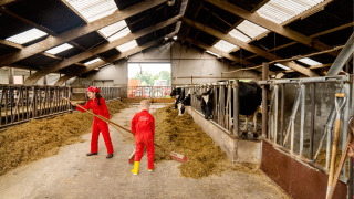 Niños con monos rojos ayudan a alimentar vacas en un establo en FarmCamps Op de Beemd, Países Bajos.