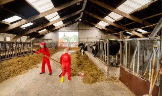 Niños con monos rojos ayudan a alimentar vacas en un establo en FarmCamps Op de Beemd, Países Bajos.