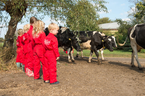 Kinderen in rode overal kijken naar zwart-witte koeien op FarmCamps Op de Beemd in Noord-Brabant.