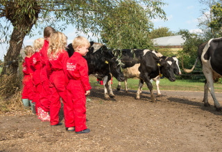 Børn i røde kedeldragter kigger på sorte og hvide køer på FarmCamps Op de Beemd i Nord-Brabant.