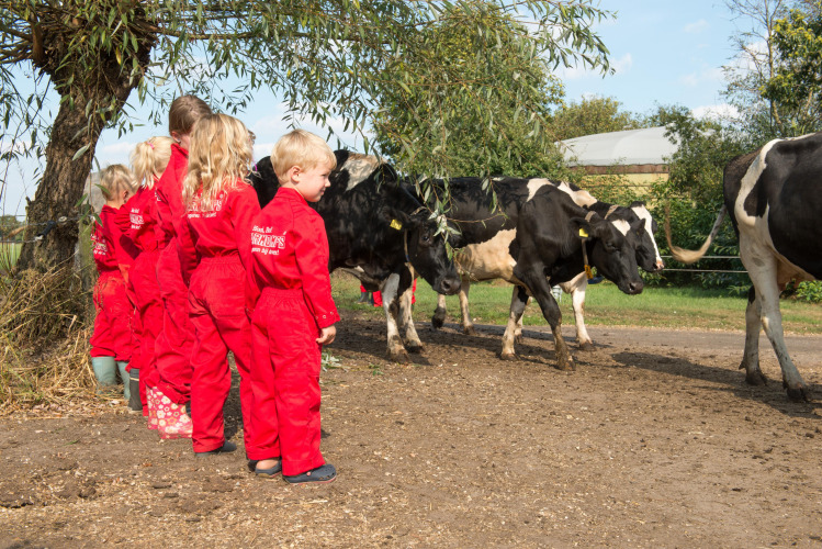 Des enfants en combinaison rouge regardent des vaches noires et blanches à FarmCamps Op de Beemd, Brabant.
