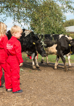 Niños con monos rojos observan vacas blancas y negras en FarmCamps Op de Beemd en el norte de Brabante.