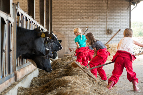 Kinderen in rode broek voeren koeien in een stal bij FarmCamps Op de Beemd, Noord-Brabant, Nederland.