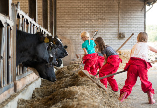 Kinderen in rode broek voeren koeien in een stal bij FarmCamps Op de Beemd, Noord-Brabant, Nederland.