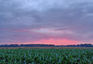 Solsnedgang over en grøn mark ved Boerderijcamping het Katreel, Overijssel, Nederlandene, med skov i baggrunden.
