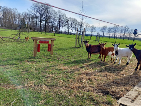 Vier Ziegen stehen auf einer Wiese im Boerderijcamping het Katreel in Overijssel, Niederlande, mit Bürstenständer.