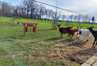 Four goats stand in a grassy field at Boerderijcamping het Katreel in Overijssel, Netherlands, near a red brush stand.