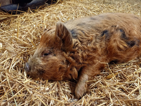 Un cerdo Mangalitsa descansa sobre paja en Boerderijcamping het Katreel, un parque vacacional en Overijssel.